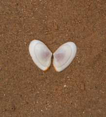 Ameritella agilis