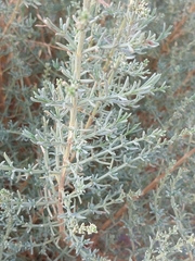 Salsola oppositifolia