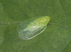 Kallitaxila granulata