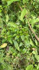 Mentha × piperita