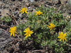 Cuspidia cernua annua
