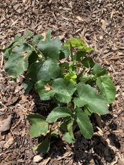 Zizia aurea