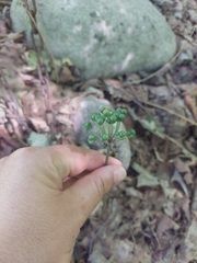 Allium tricoccum