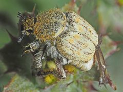 Hopliini