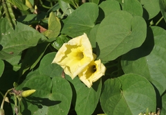 Ipomoea ochracea
