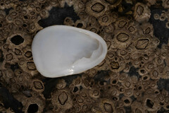 Crepidula plana
