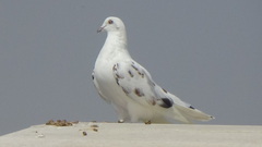 Columba livia domestica