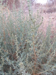 Salsola oppositifolia
