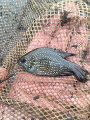 Enneacanthus gloriosus