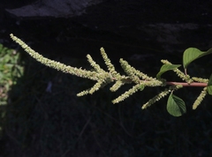 Amaranthus hybridus