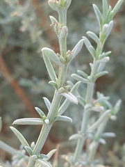 Salsola oppositifolia