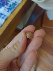 Agathistoma fasciatum