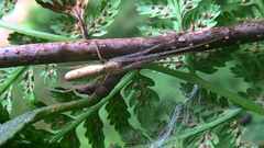 Tetragnatha extensa
