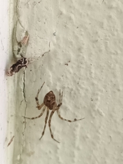 Parasteatoda tepidariorum