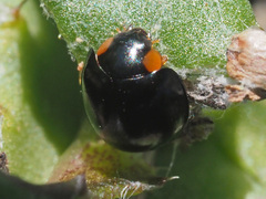 Exochomus flavipes