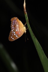 Anartia amathea