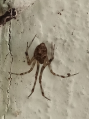 Parasteatoda tepidariorum