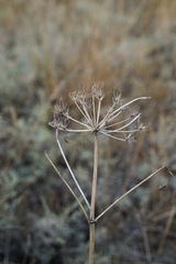 Seseli pallasii