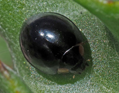 Exochomus flavipes