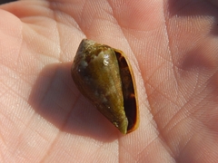 Conus ventricosus
