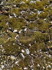 Tortella tortuosa
