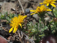 Cuspidia cernua annua
