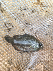 Enneacanthus gloriosus