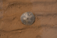 Echinarachnius parma