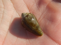 Conus ventricosus