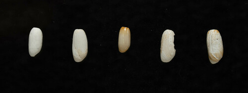 Cylichna alba, 2022-09-05