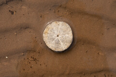 Echinarachnius parma