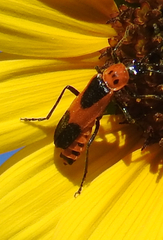 Chauliognathus basalis