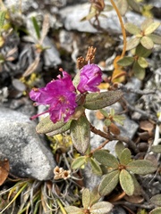 Rhododendron lapponicum