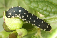 Athalia scutellariae