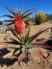 Aloe