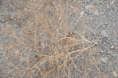 Falcaria vulgaris