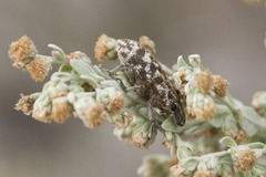 Cyphocleonus dealbatus