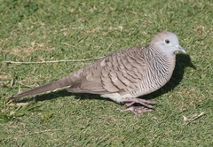 Geopelia striata