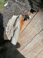 Coriolopsis gallica