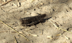 Arphia pseudonietana