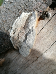 Coriolopsis gallica