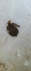 Gomphidae