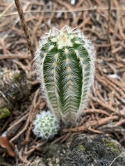 Echinocereus reichenbachii caespitosus