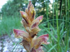 Orobanche gracilis
