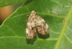 Choreutis