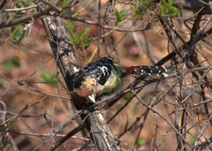 Trachyphonus vaillantii vaillantii