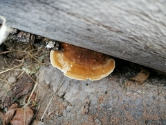 Coriolopsis gallica