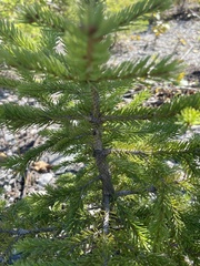 Pinaceae
