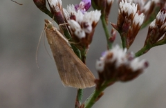Achyra nudalis