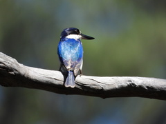 Todiramphus macleayii